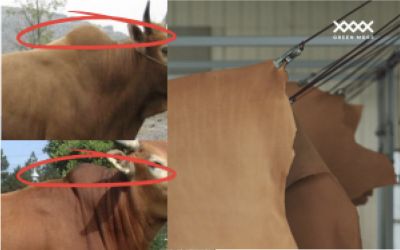 Why Does Cowhide Have a Hump? Why Upholstery Manufacturers Cut It Off