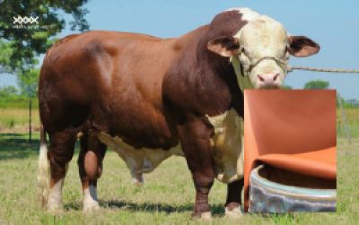 Safari GM 855 &ndash; Hereford Leather  Strength in Structure. Emotion on the Surface