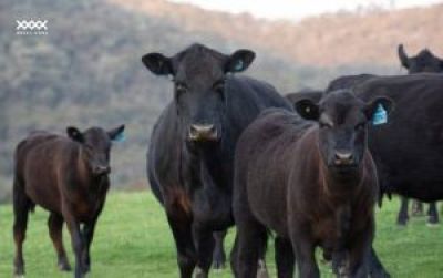 Angus Cattle &ndash; Origin and Biological Traits Behind High-Performance Leather