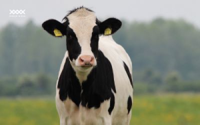 Can Kobe Beef Cattle Hide Be Tanned?