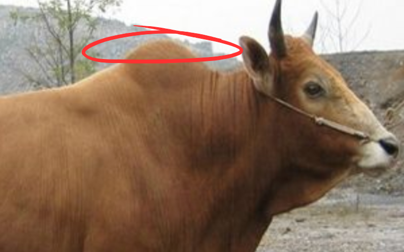 FINAL Anh bai Web 800x500 76