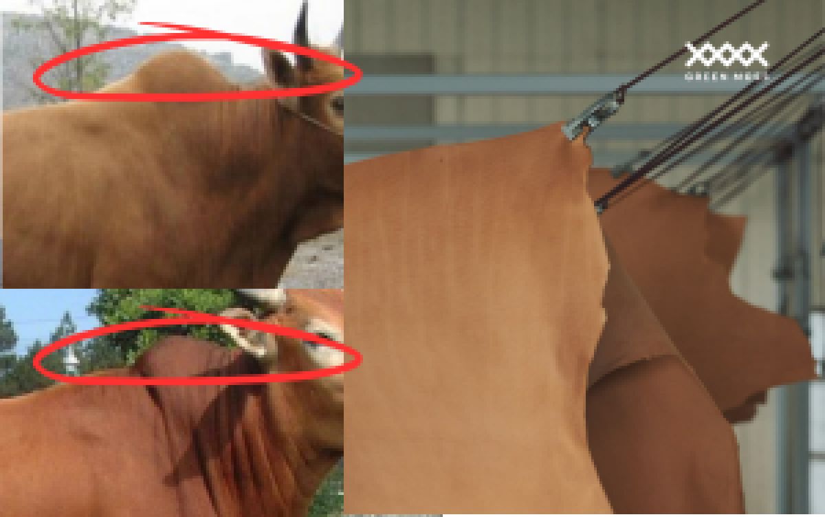 V&igrave; sao da b&ograve; c&oacute; phần g&ugrave;? Tại sao ng&agrave;nh nội thất thường cắt bỏ hump khi sử dụng da b&ograve;